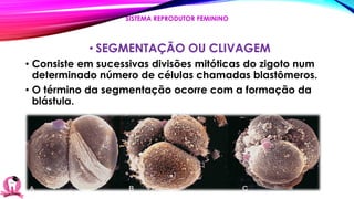 • SEGMENTAÇÃO OU CLIVAGEM
• Consiste em sucessivas divisões mitóticas do zigoto num
determinado número de células chamadas blastômeros.
• O término da segmentação ocorre com a formação da
blástula.
SISTEMA REPRODUTOR FEMININO
 
