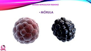• MÓRULA
SISTEMA REPRODUTOR FEMININO
 