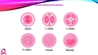 SISTEMA REPRODUTOR FEMININO
 