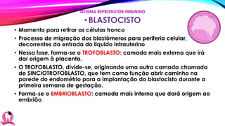 • BLASTOCISTO
• Momento para retirar as células tronco
• Processo de migração dos blastômeros para periferia celular,
decorrentes da entrada do liquido intrauterino
• Nessa fase, forma-se o TROFOBLASTO: camada mais externa que irá
dar origem à placenta.
• O TROFOBLASTO, divide-se, originando uma outra camada chamada
de SINCIOTROFOBLASTO, que tem como função abrir caminho na
parede do endométrio para a implantação do blastocisto durante a
primeira semana de gestação.
• Forma-se o EMBRIOBLASTO: camada mais interna que dará origem ao
embrião
SISTEMA REPRODUTOR FEMININO
 