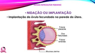 • NIDAÇÃO OU IMPLANTAÇÃO
• Implantação do óvulo fecundado na parede do útero.
SISTEMA REPRODUTOR FEMININO
 