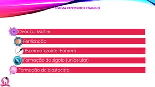 Ovócito: Mulher
Fertilização
Espermatozoide: Homem
Formação do zigoto (unicelular)
Formação do blastocisto
SISTEMA REPRODUTOR FEMININO
 