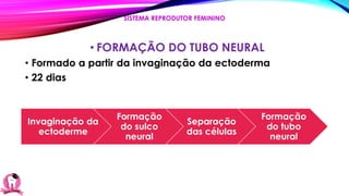 • FORMAÇÃO DO TUBO NEURAL
• Formado a partir da invaginação da ectoderma
• 22 dias
SISTEMA REPRODUTOR FEMININO
Invaginação da
ectoderme
Formação
do sulco
neural
Separação
das células
Formação
do tubo
neural
 