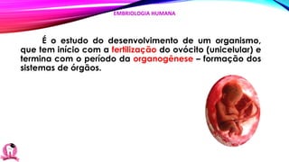 É o estudo do desenvolvimento de um organismo,
que tem início com a fertilização do ovócito (unicelular) e
termina com o período da organogênese – formação dos
sistemas de órgãos.
EMBRIOLOGIA HUMANA
 