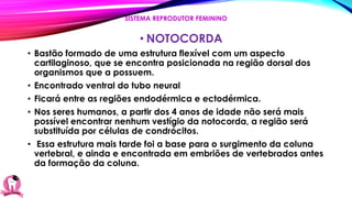 • NOTOCORDA
• Bastão formado de uma estrutura flexível com um aspecto
cartilaginoso, que se encontra posicionada na região dorsal dos
organismos que a possuem.
• Encontrado ventral do tubo neural
• Ficará entre as regiões endodérmica e ectodérmica.
• Nos seres humanos, a partir dos 4 anos de idade não será mais
possível encontrar nenhum vestígio da notocorda, a região será
substituída por células de condrócitos.
• Essa estrutura mais tarde foi a base para o surgimento da coluna
vertebral, e ainda e encontrada em embriões de vertebrados antes
da formação da coluna.
SISTEMA REPRODUTOR FEMININO
 
