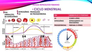 • CICLO MENSTRUAL
SISTEMA REPRODUTOR FEMININO
FSH
LIBERAÇÃO
DE ESTROGÊNIO
ESTROGÊNIO
LH
PRODUÇÃO
DE PROGESTERONA
FSH DESENVOLVE O FOLÍCULO
LH CORPO LÚTEO
ESTROGÊNIO ESPESSAMENTO DO
ENDOMÉTRIO
PROGESTERONA PREPARA O ÚTERO
 