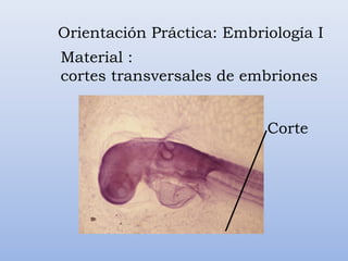 Orientación Práctica: Embriología I
Material :
cortes transversales de embriones


                           Corte
 