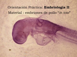 Orientación Práctica: Embriología II
Material : embriones de pollo “in toto”
 