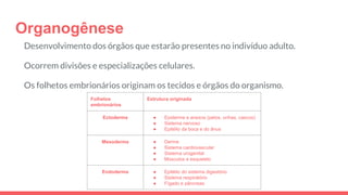 Organogênese
Desenvolvimento dos órgãos que estarão presentes no indivíduo adulto.
Ocorrem divisões e especializações celulares.
Os folhetos embrionários originam os tecidos e órgãos do organismo.
Folhetos
embrionários
Estrutura originada
Ectoderma ● Epiderme e anexos (pelos, unhas, cascos)
● Sistema nervoso
● Epitélio da boca e do ânus
Mesoderma ● Derme
● Sistema cardiovascular
● Sistema urogenital
● Músculos e esqueleto
Endoderma ● Epitélio do sistema digestório
● Sistema respiratório
● Fígado e pâncreas
 