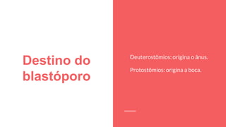 Destino do
blastóporo
Deuterostômios: origina o ânus.
Protostômios: origina a boca.
 