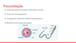 Fecundação
● União dos gametas (espermatozoide e óvulo)
● Processo intraespecífico
● Cariogamia: união dos núcleos dos gametas.
● Resulta na formação do zigoto.
 