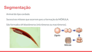Segmentação
Animal do tipo cordado
Sucessivas mitoses que ocorrem para a formação da MÓRULA.
São formados 64 blastômeros (micrômeros ou macrômeros).
 