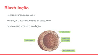 Blastulação
Reorganização das células;
Formação da cavidade central: blastocele;
Fase em que acontece a nidação.
 