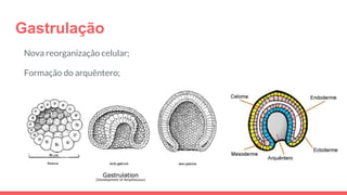 Gastrulação
Nova reorganização celular;
Formação do arquêntero;
Formação do blastóporo.
 