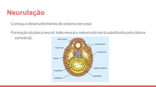 Neurulação
Começa o desenvolvimento do sistema nervoso;
Formação da placa neural, tubo neural e notocorda (será substituída pela coluna
vertebral).
 