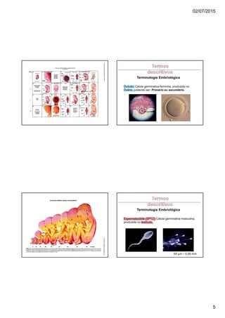 02/07/2015
5
Terminologia Embriológica
Ovócito: Célula germinativa feminina, produzida no
Ovário, podendo ser: Primário ou secundário.
Terminologia Embriológica
Espermatozóide (SPTZ): Célula germinativa masculina,
produzida no testículo,
60 µm – 0,06 mm
 