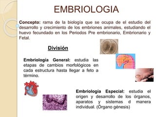 EMBRIOLOGIA
Concepto: rama de la biología que se ocupa de el estudio del
desarrollo y crecimiento de los embriones animales, estudiando el
huevo fecundado en los Periodos Pre embrionario, Embrionario y
Fetal.
Embriología General: estudia las
etapas de cambios morfológicos en
cada estructura hasta llegar a feto a
término.
Embriología Especial: estudia el
origen y desarrollo de los órganos,
aparatos y sistemas d manera
individual. (Órgano génesis)
División
 