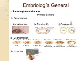 Embriología General
 Periodo pre-embrionario
Primera Semana
1.- Fecundación
a)
Aproximación b) Penetración c) Conjugación
2.- Segmentación
3.- Nidación
 