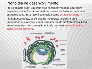    Nono dia de desenvolvimento
    O trofoblasto exibe um progresso considerável onde aparecem
    vacúolos no sincício. Ao se fundirem esses vacúolos formam uma
    grande lacuna. Esta fase é conhecida como estádio lacunar.
    Simultaneamente, as células do hipoblasto secretam uma
    membrana que reveste a superfície interna do citotrofoblasto. Essa
    membrana constitui o revestimento da cavidade exocelômica ou
    saco vitelino primitivo.
 