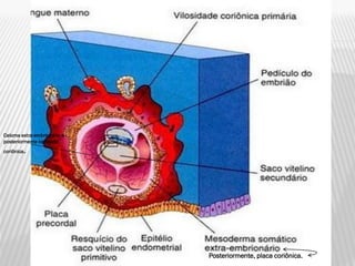 Celoma extra-embrionário e
posteriormente cavidade
        .
coriônica




                             Posteriormente, placa coriônica.
 
