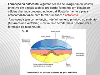    Formação da notocorda: Algumas células se invaginam da fosseta
    primitiva em direção a placa pré-cordal formando um bastão de
    células chamada processo notocordal. Posteriormente a placa
    notocordal dobra-se para formar um tubo: a notocorda.
    A notocorda tem como função: - definir um eixo primitivo no embrião
    (futura coluna vertebral) – estimula o ectoderma a desenvolver a
    formação do tubo neural.

 