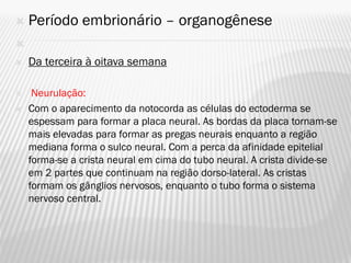   Período embrionário – organogênese

   Da terceira à oitava semana

    Neurulação:
   Com o aparecimento da notocorda as células do ectoderma se
    espessam para formar a placa neural. As bordas da placa tornam-se
    mais elevadas para formar as pregas neurais enquanto a região
    mediana forma o sulco neural. Com a perca da afinidade epitelial
    forma-se a crista neural em cima do tubo neural. A crista divide-se
    em 2 partes que continuam na região dorso-lateral. As cristas
    formam os gânglios nervosos, enquanto o tubo forma o sistema
    nervoso central.
 