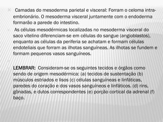 Camadas do mesoderma parietal e visceral: Forram o celoma intra-
  embrionário. O mesoderma visceral juntamente com o endoderma
  formarão a parede do intestino.
 As células mesodérmicas localizadas no mesoderma visceral do
  saco vitelino diferenciam-se em células do sangue (angioblastos),
  enquanto as células da periferia se achatam e formam células
  endoteliais que forram as ilhotas sanguíneas. As ilhotas se fundem e
  formam pequenos vasos sanguíneos.


   LEMBRAR: Consideram-se os seguintes tecidos e órgãos como
    sendo de origem mesodérmica: (a) tecidos de sustentação (b)
    músculos estriados e lisos (c) células sanguíneas e linfáticas,
    paredes do coração e dos vasos sanguíneos e linfáticos. (d) rins,
    gônadas, e dutos correspondentes (e) porção cortical da adrenal (f)
    baço.
 