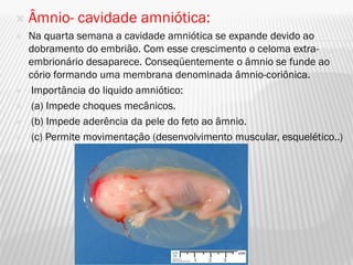    Âmnio- cavidade amniótica:
   Na quarta semana a cavidade amniótica se expande devido ao
    dobramento do embrião. Com esse crescimento o celoma extra-
    embrionário desaparece. Conseqüentemente o âmnio se funde ao
    cório formando uma membrana denominada âmnio-coriônica.
    Importância do liquido amniótico:
    (a) Impede choques mecânicos.
    (b) Impede aderência da pele do feto ao âmnio.
    (c) Permite movimentação (desenvolvimento muscular, esquelético..)
 