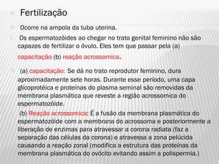    Fertilização
 Ocorre na ampola da tuba uterina.
    Os espermatozóides ao chegar no trato genital feminino não são
    capazes de fertilizar o óvulo. Eles tem que passar pela (a)
    capacitação (b) reação acrossomica.

 (a) capacitação: Se dá no trato reprodutor feminino, dura
  aproximadamente sete horas. Durante esse período, uma capa
  glicoprotéica e proteínas do plasma seminal são removidas da
  membrana plasmática que reveste a região acrossomica do
  espermatozóide.
 (b) Reação acrossomica: É a fusão da membrana plasmática do
  espermatozóide com a membrana do acrossoma e posteriormente a
  liberação de enzimas para atravessar a corona radiata (faz a
  separação das células da corona) e atravessa a zona pelúcida
  causando a reação zonal (modifica a estrutura das proteínas da
  membrana plasmática do ovócito evitando assim a polispermia.)
 