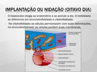 IMPLANTAÇÃO OU NIDAÇÃO (OITAVO DIA)
   O blastocisto chega ao endométrio e se prende a ele. O trofoblasto
    se diferencia em sinciciotrofoblasto e citotrofoblasto.
    No citotrofoblasto as células permanecem com suas delimitações,
    no sinciciotrofoblasto as células perdem suas membranas.
 