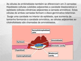    As células do embrioblasto também se diferenciam em 2 camadas:
    Hipoblasto (células cubóides adjacentes a cavidade blastocistica) e
    epiblasto (células cilíndricas adjacentes a camada amniótica). Estas
    células de ambas camadas formam o disco germinativo bilaminar.
    Surge uma cavidade no interior do epiblasto, que aumenta de
    tamanho formando a cavidade amniótica, as células adjacentes ao
    citotrofoblasto são chamadas de amnioblastos.
 