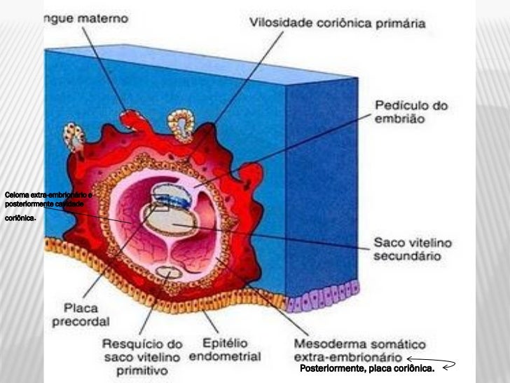 Resultado de imagen para saco vitelino primitivo