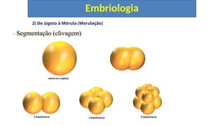 2) De zigoto à Mórula (Morulação)
Embriologia
Segmentação (clivagem)
célula-ovo (zigoto)
2 blastômeros 4 blastômeros 8 blastômeros
 