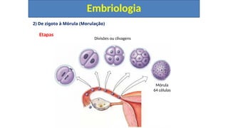 2) De zigoto à Mórula (Morulação)
Etapas
Embriologia
Mórula
64 células
Divisões ou clivagens
 