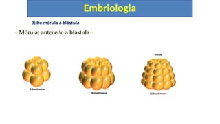 3) De mórula à blástula
Embriologia
Mórula: antecede a blástula
8 blastômeros
mórula
32 blastômeros
16 blastômeros
 