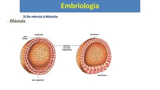 3) De mórula à blástula
Embriologia
Blástula
pólo
animal
blastocela
pólo vegetativo
blástulas
em corte
longitudinal
micrômero
macrômero
 