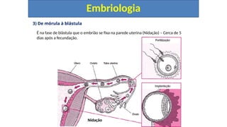 3) De mórula à blástula
Embriologia
É na fase de blástula que o embrião se fixa na parede uterina (Nidação) – Cerca de 5
dias após a fecundação.
Nidação
 