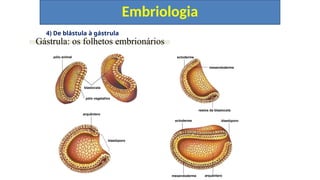4) De blástula à gástrula
Embriologia
Gástrula: os folhetos embrionários
restos da blastocela
ectoderme
mesendoderme
ectoderme blastóporo
mesendoderme arquêntero
pólo animal
blastocela
pólo vegetativo
arquêntero
blastóporo
 
