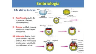 5) De gástrula à nêurula
Embriologia
I) Tubo Neural: provém da
ectoderme e forma o
sistema nervoso.
II) Celoma: cavidade corporal
totalmente revestida por
mesoderme.
III) Notocorda: Bastão rígido
que sustenta o corpo do
embrião. Nos vertebrados
a notocorda é substituída
pela coluna vertebral.
 