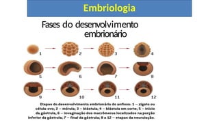 Embriologia
Fases do desenvolvimento
embrionário
 