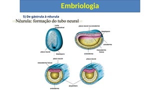 5) De gástrula à nêurula
Embriologia
Nêurula: formação do tubo neural
blastóporo
corte
longitudinal
placa neural
placa neural na ectoderme
blastóporo
ectoderme
mesoderme
futura
endoderme
placa neural
mesoderme futura
endoderme
arquêntero
placa neural
 