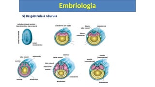 5) De gástrula à nêurula
Embriologia
canal
neurentérico
ectoderme que recobre
lateralmente a placa neural
corte
transversal
notocorda
tubo neural
somito
celoma arquêntero
somito
(mesoderme)
somito
(mesoderme)
endoderme
celoma
canal neural
tubo neural
notocorda
endoderme
somito
arquêntero
futuro
tubo neural
mesoderme
futura
notocorda
ectoderme em fusão
 