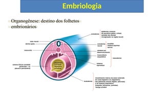 Embriologia
Organogênese: destino dos folhetos
embrionários
notocorda
celoma (futura cavidade
peritoneal – ou
pleural e pericárdica)
arquêntero
(cavidade
digestória
primitiva)
endoderme
tubo neural
derme (pele)
vértebra em
desenvolvimento
musculatura
esquelética
sistema
reprodutor
mesoderme
ectoderme
ectoderme
neural
epiderme e anexos
de queratina (pêlos, unhas)
esmalte dos dentes
(invaginação na região bucal)
revestimento interno da maior extensão
do canal digestivo (ou digestório),
das glândulas anexas (fígado, pâncreas)
e do sistema respiratório
(traquéia, brônquios, pulmões)
encéfalo
medula espinhal
nervos
bexiga urinária
 
