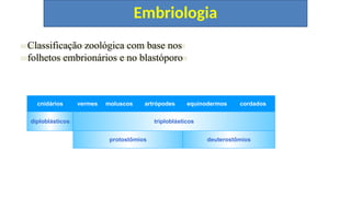 Embriologia
Classificação zoológica com base nos
folhetos embrionários e no blastóporo
cnidários vermes moluscos artrópodes equinodermos cordados
diploblásticos triploblásticos
protostômios deuterostômios
 
