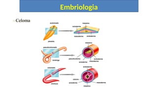 Embriologia
Celoma
pseudocelomado
lombriga
endoderme
intestino
pseudoceloma
ectoderme
mesoderme
endoderme
celoma
ectoderme mesoderme
intestino
endoderme
intestino
ectoderme
mesoderme
celomado
minhoca
acelomado
planária
 