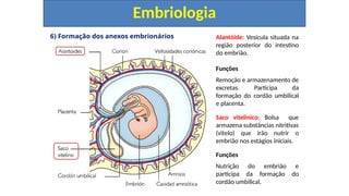 6) Formação dos anexos embrionários
Embriologia
Alantóide: Vesícula situada na
região posterior do intestino
do embrião.
Funções
Remoção e armazenamento de
excretas. Participa da
formação do cordão umbilical
e placenta.
Saco vitelínico: Bolsa que
armazena substâncias nitritivas
(vitelo) que irão nutrir o
embrião nos estágios iniciais.
Funções
Nutrição do embrião e
participa da formação do
cordão umbilical.
 