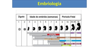 Embriologia
 
