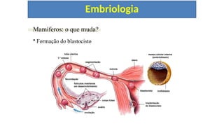 CAP. 12 “EMBRIOLOGIAANIMAL”
Mamíferos: o que muda?
útero
1.ª mitose
mórula
segmentação
tuba uterina
fecundação
ovulação
blastocisto
ovário
corpo lúteo
folículos ovarianos
em desenvolvimento
massa celular interna
(embrioblasto)
trofoblasto
implantação
do blastocisto
• Formação do blastocisto
Embriologia
 