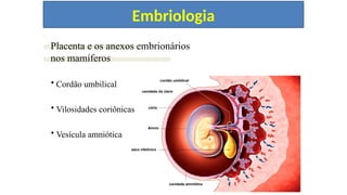 CAP. 12 “EMBRIOLOGIAANIMAL”
Placenta e os anexos embrionários
nos mamíferos
• Cordão umbilical
• Vilosidades coriônicas
• Vesícula amniótica
cordão umbilical
saco vitelínico
cavidade do útero
cório
âmnio
cavidade amniótica
Embriologia
 