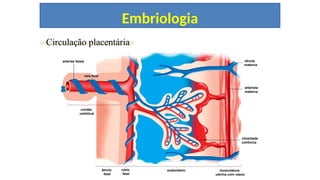CAP. 12 “EMBRIOLOGIAANIMAL”
Circulação placentária
artérias fetais
cório
fetal
veia fetal
cordão
umbilical
âmnio
fetal
endométrio
arteríola
materna
musculatura
uterina com vasos
vilosidade
coriônica
vênula
materna
Embriologia
 